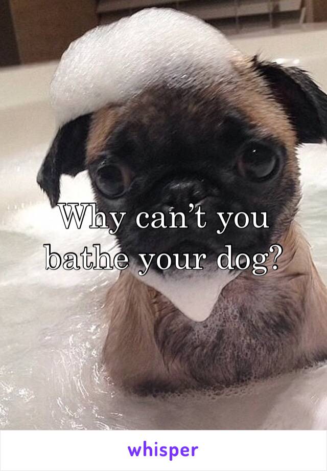 Why can’t you bathe your dog?