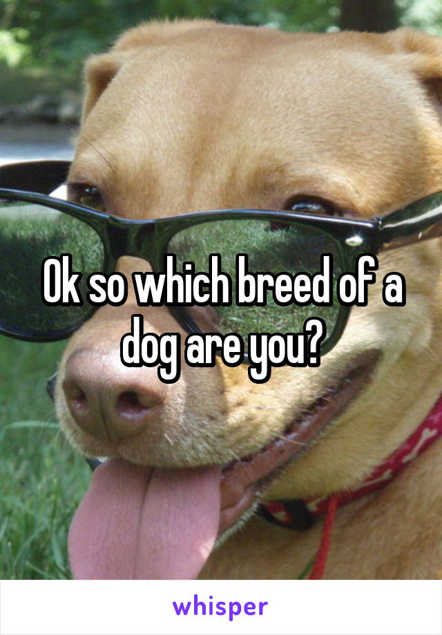 Ok so which breed of a dog are you?