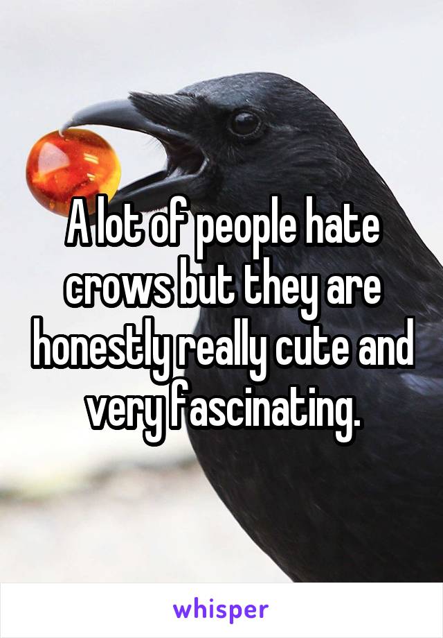 A lot of people hate crows but they are honestly really cute and very fascinating.