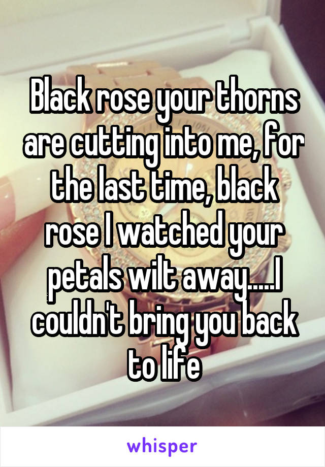 Black rose your thorns are cutting into me, for the last time, black rose I watched your petals wilt away.....I couldn't bring you back to life