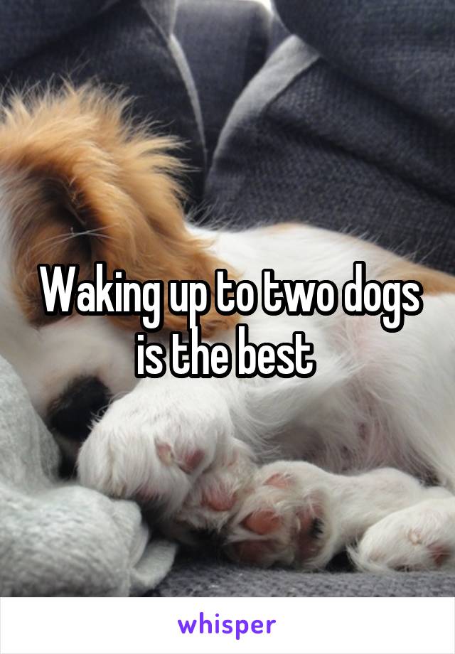 Waking up to two dogs is the best 