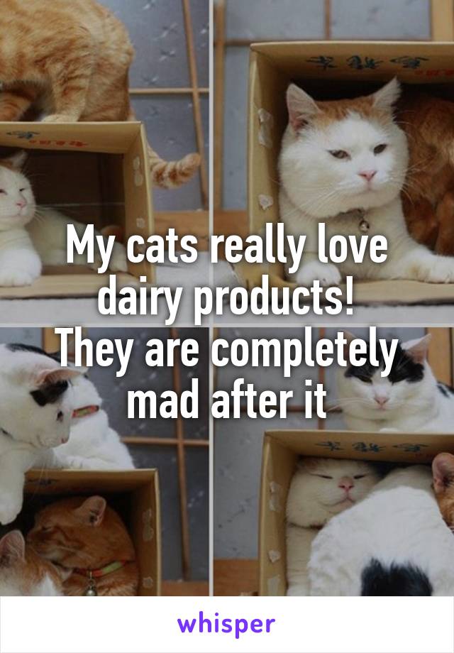 My cats really love dairy products!
They are completely mad after it