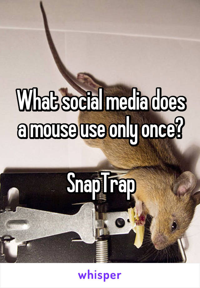 What social media does a mouse use only once?

SnapTrap