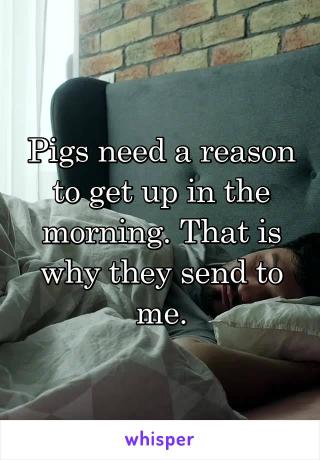 Pigs need a reason to get up in the morning. That is why they send to me.