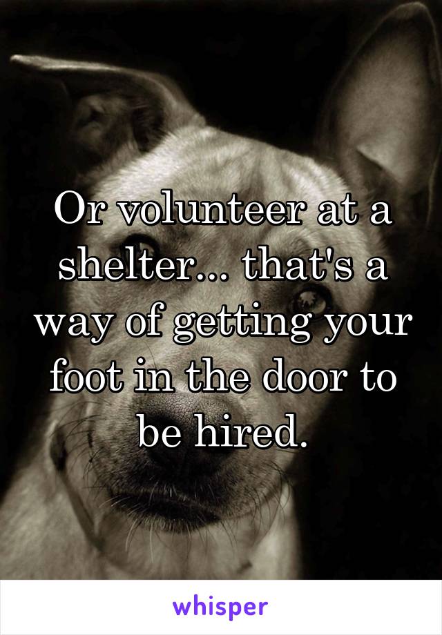 Or volunteer at a shelter... that's a way of getting your foot in the door to be hired.