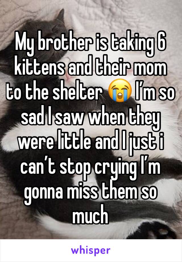 My brother is taking 6 kittens and their mom to the shelter 😭 I’m so sad I saw when they were little and I just i can’t stop crying I’m gonna miss them so much 