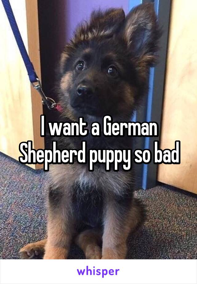 I want a German Shepherd puppy so bad