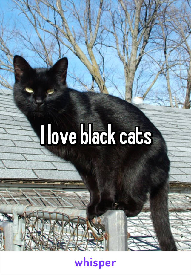 I love black cats