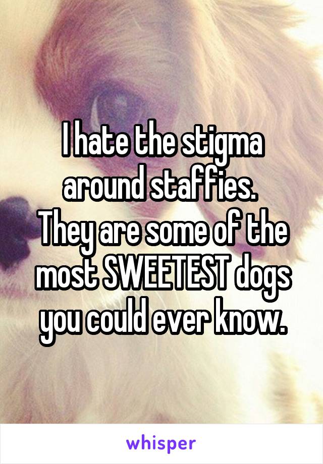 I hate the stigma around staffies. 
They are some of the most SWEETEST dogs you could ever know.