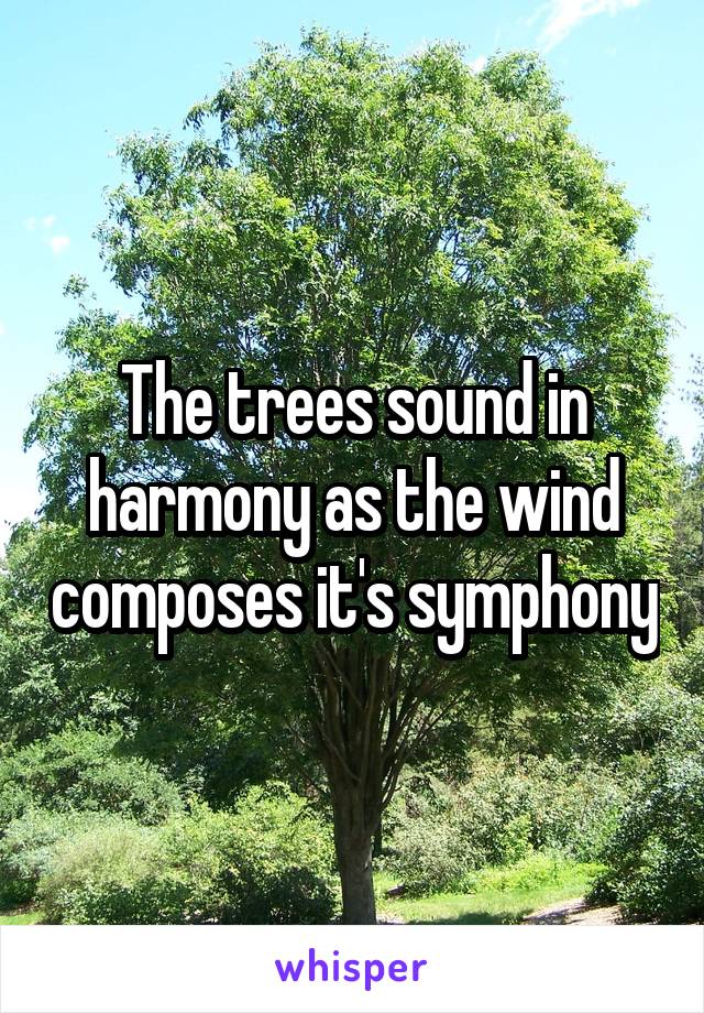 The trees sound in harmony as the wind composes it's symphony