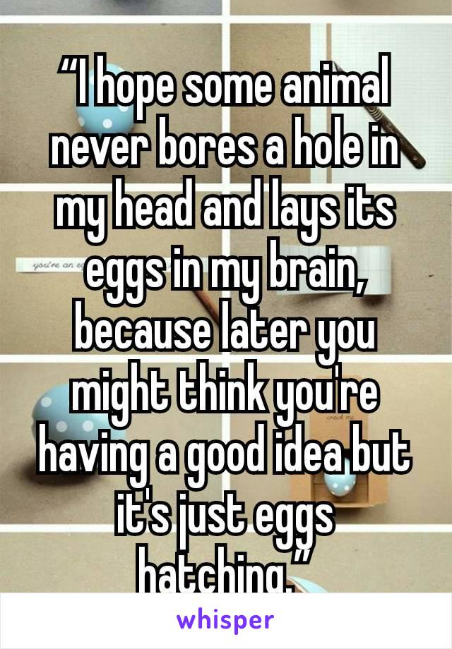 “I hope some animal never bores a hole in my head and lays its eggs in my brain, because later you might think you're having a good idea but it's just eggs hatching.”