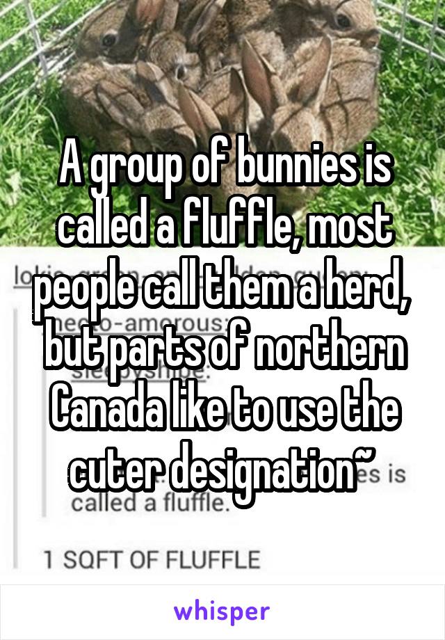 A group of bunnies is called a fluffle, most people call them a herd,  but parts of northern Canada like to use the cuter designation~ 