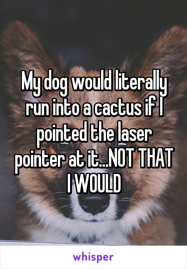 My dog would literally run into a cactus if I pointed the laser pointer at it...NOT THAT I WOULD