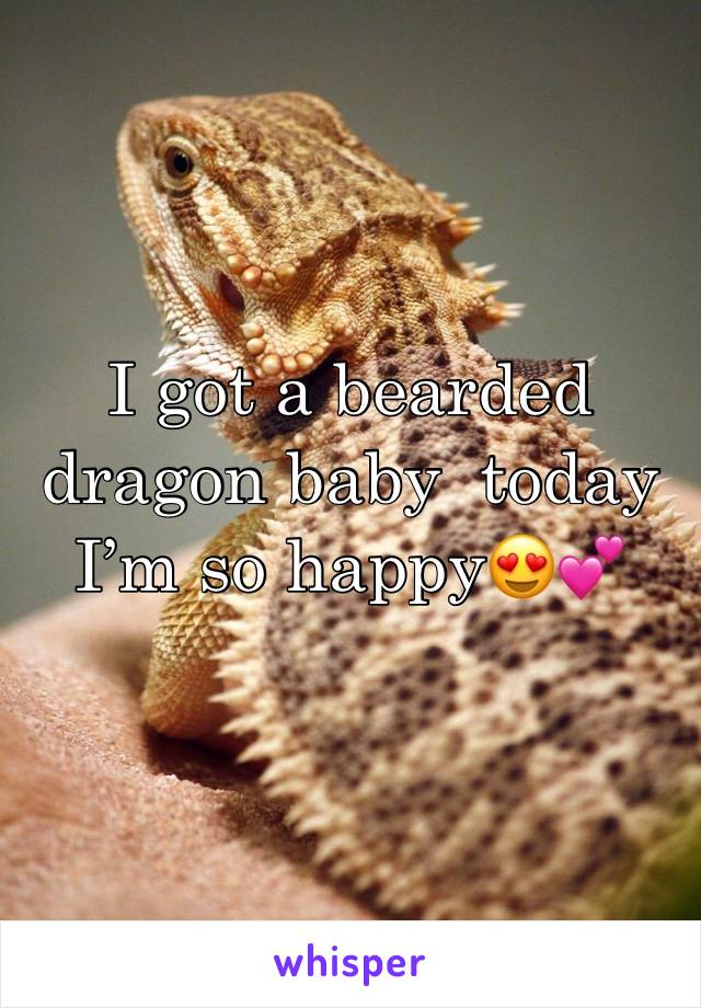 I got a bearded dragon baby  today I’m so happy😍💕