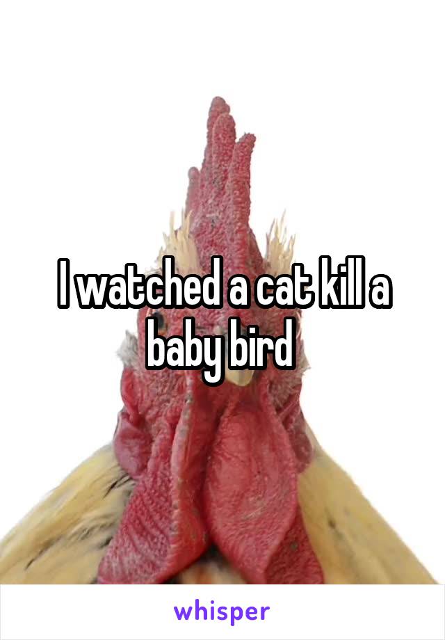 I watched a cat kill a baby bird 