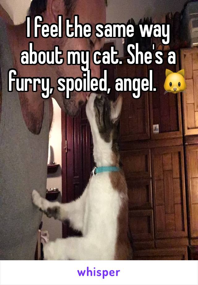 I feel the same way about my cat. She's a furry, spoiled, angel. 🐱