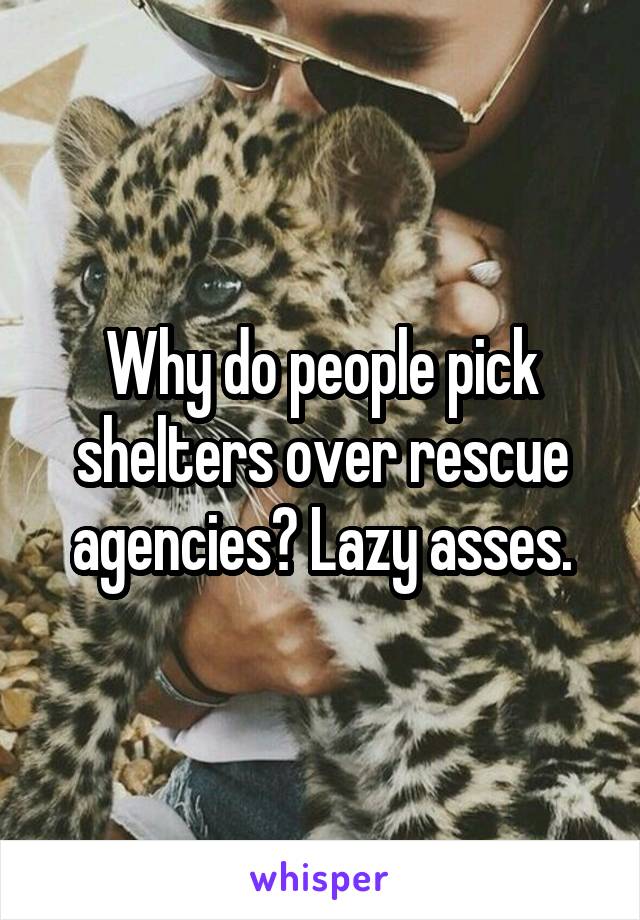 Why do people pick shelters over rescue agencies? Lazy asses.