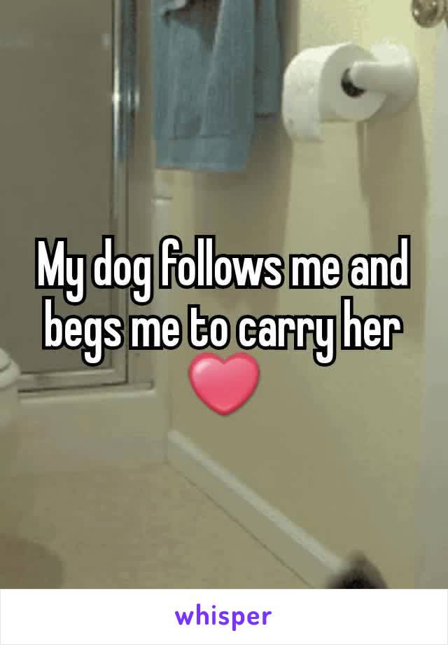 My dog follows me and begs me to carry her ❤