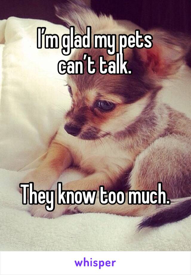 I’m glad my pets can’t talk.




They know too much.