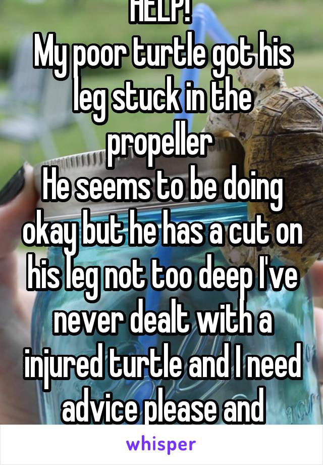 HELP! 
My poor turtle got his leg stuck in the propeller 
He seems to be doing okay but he has a cut on his leg not too deep I've never dealt with a injured turtle and I need advice please and thanks