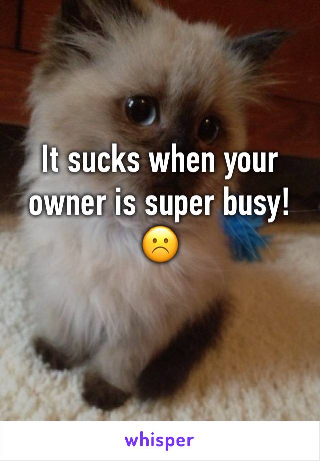 It sucks when your owner is super busy! ☹️