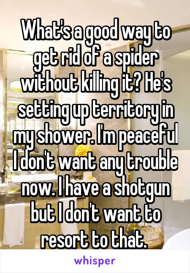 What's a good way to get rid of a spider without killing it? He's setting up territory in my shower. I'm peaceful I don't want any trouble now. I have a shotgun but I don't want to resort to that. 