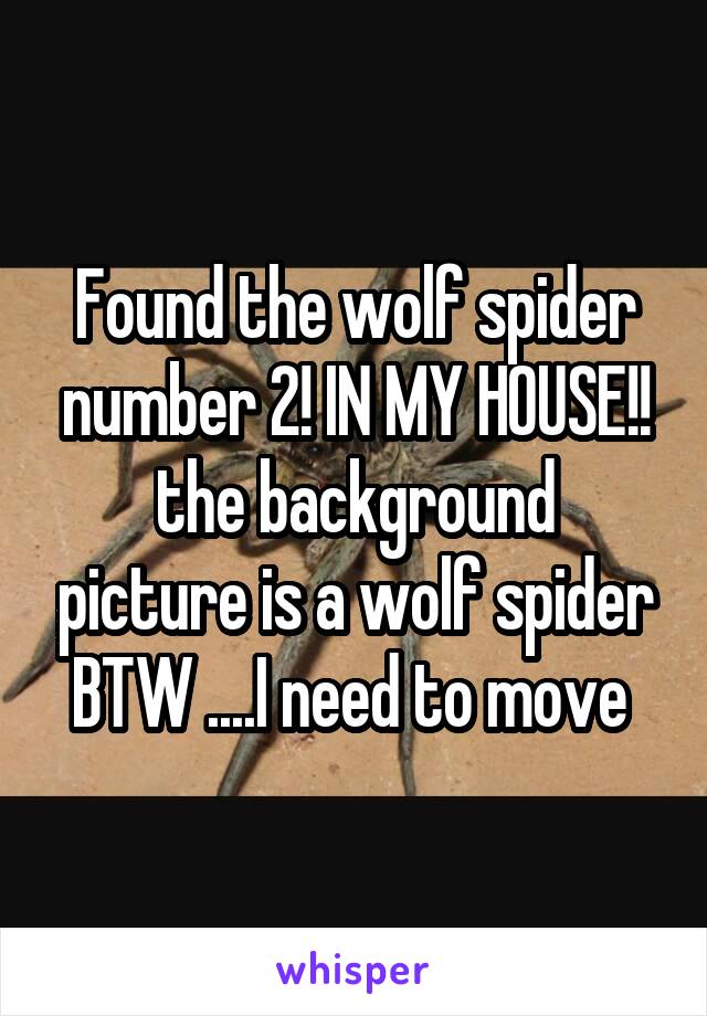 Found the wolf spider number 2! IN MY HOUSE!!
the background picture is a wolf spider BTW ....I need to move 