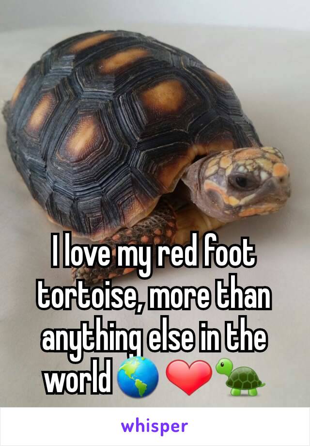 I love my red foot tortoise, more than anything else in the world🌎❤🐢