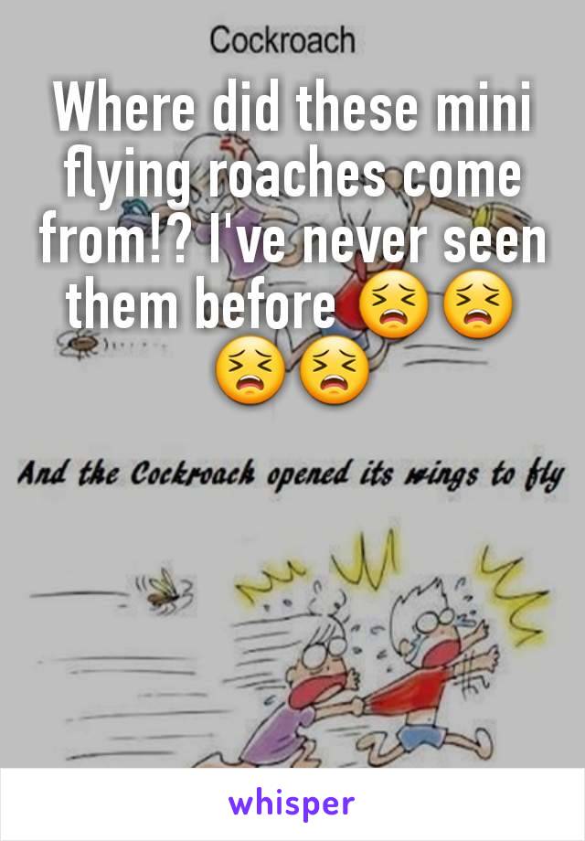 Where did these mini flying roaches come from!? I've never seen them before 😣😣😣😣