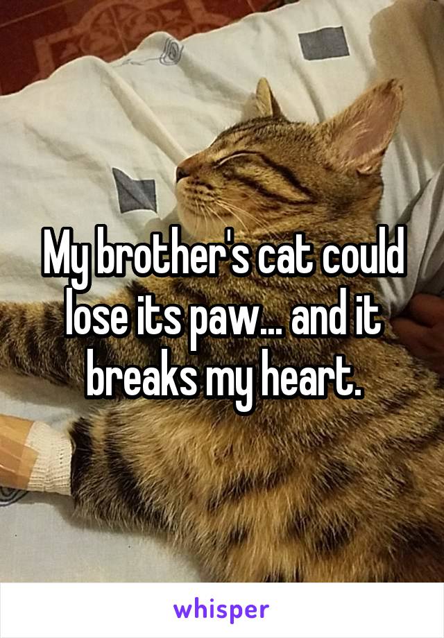 My brother's cat could lose its paw... and it breaks my heart.