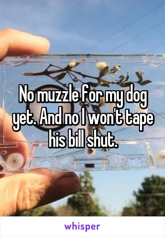 No muzzle for my dog yet. And no I won't tape his bill shut.