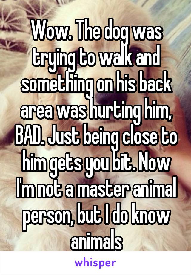 Wow. The dog was trying to walk and something on his back area was hurting him, BAD. Just being close to him gets you bit. Now I'm not a master animal person, but I do know animals