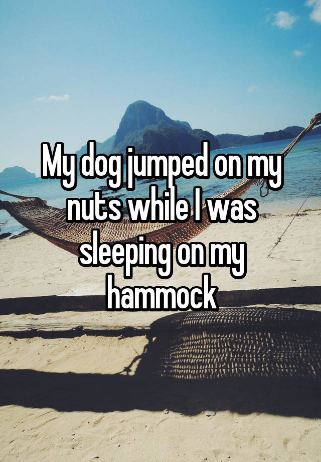 my-dog-jumped-on-my-nuts-while-i-was-sleeping-on-my-hammock