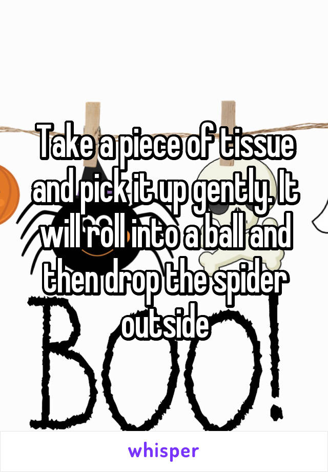 Take a piece of tissue and pick it up gently. It will roll into a ball and then drop the spider outside
