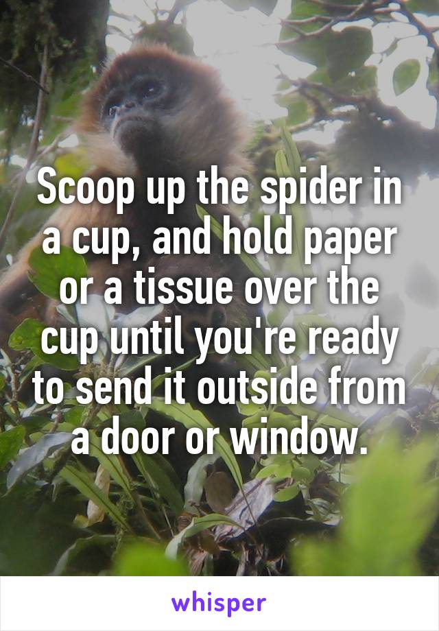 Scoop up the spider in a cup, and hold paper or a tissue over the cup until you're ready to send it outside from a door or window.