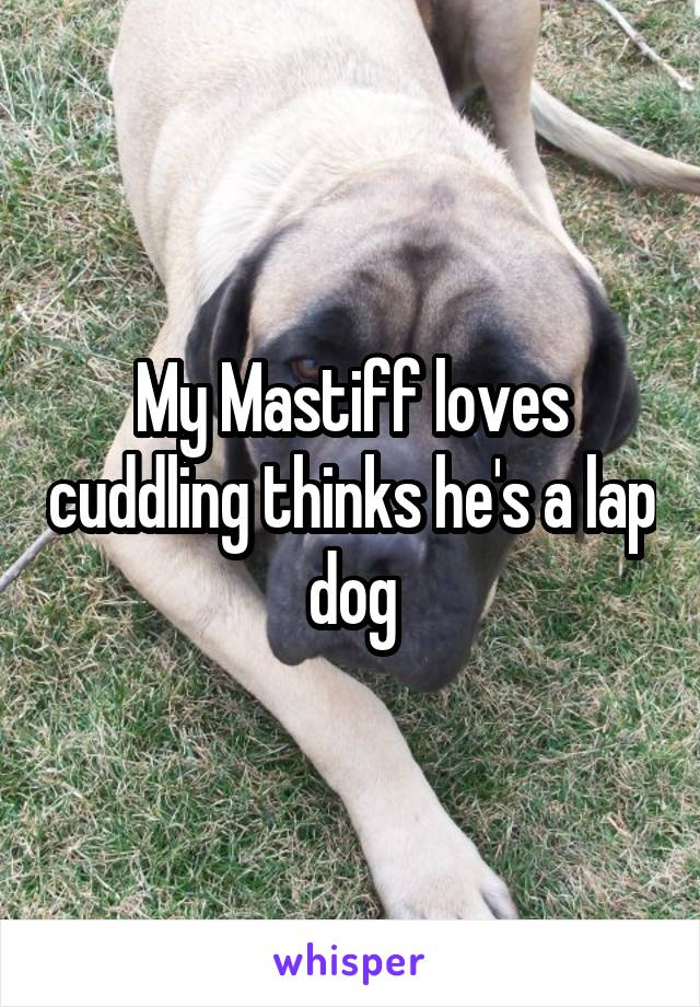 My Mastiff loves cuddling thinks he's a lap dog