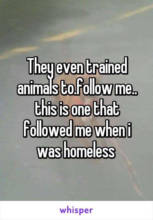 They even trained animals to.follow me.. this is one that followed me when i was homeless 