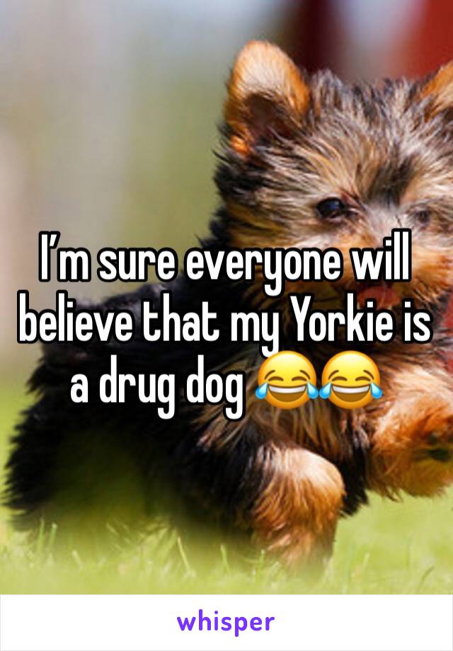 I’m sure everyone will believe that my Yorkie is a drug dog 😂😂