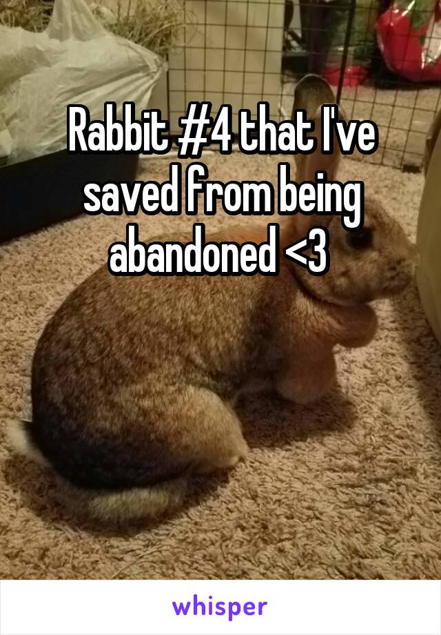 Rabbit #4 that I've saved from being abandoned <3 



