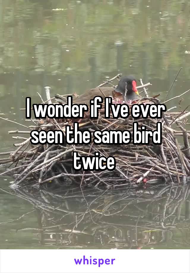 I wonder if I've ever seen the same bird twice 