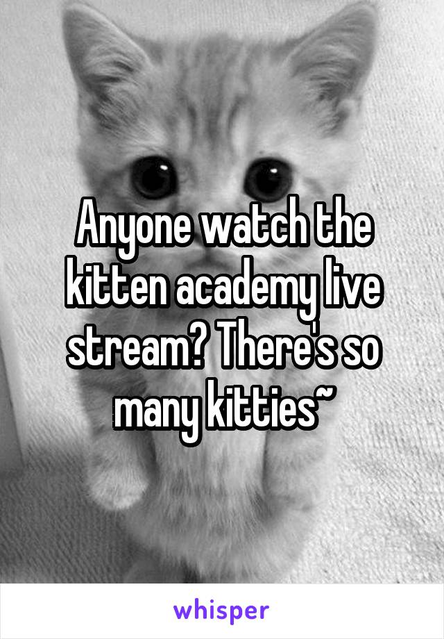 Anyone watch the kitten academy live stream? There's so many kitties~