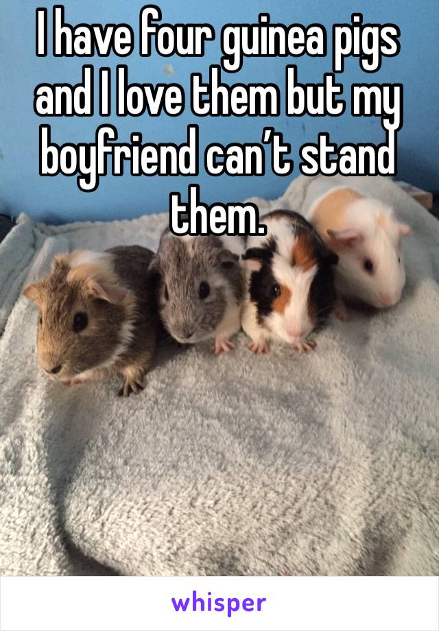 I have four guinea pigs and I love them but my boyfriend can’t stand them.
