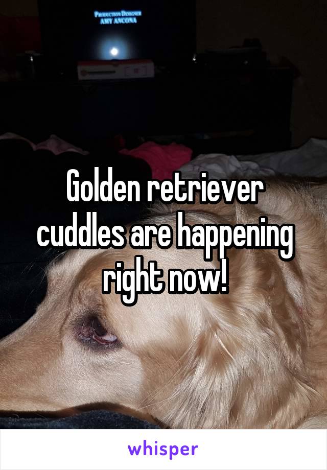 Golden retriever cuddles are happening right now!