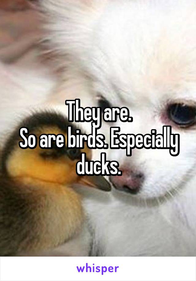 They are.
So are birds. Especially ducks.