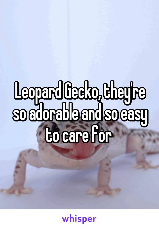 Leopard Gecko, they're so adorable and so easy to care for 