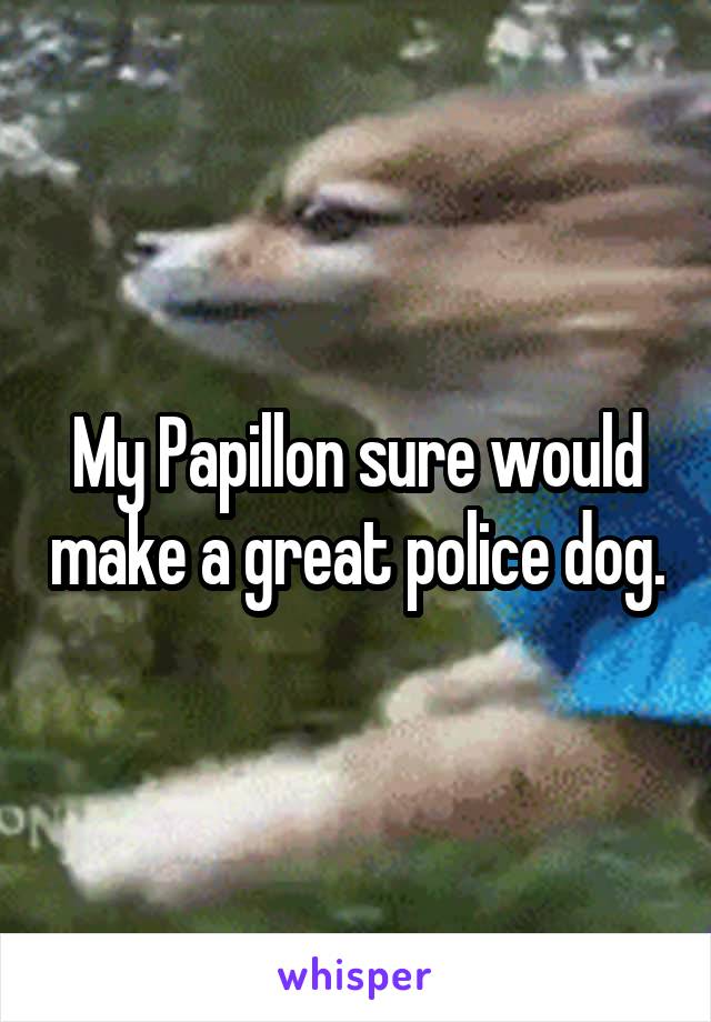 My Papillon sure would make a great police dog.