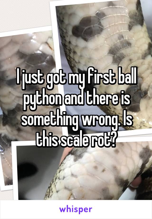 I just got my first ball python and there is something wrong. Is this scale rot?