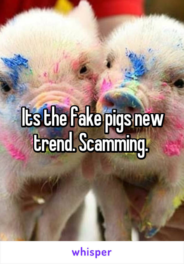 Its the fake pigs new trend. Scamming. 