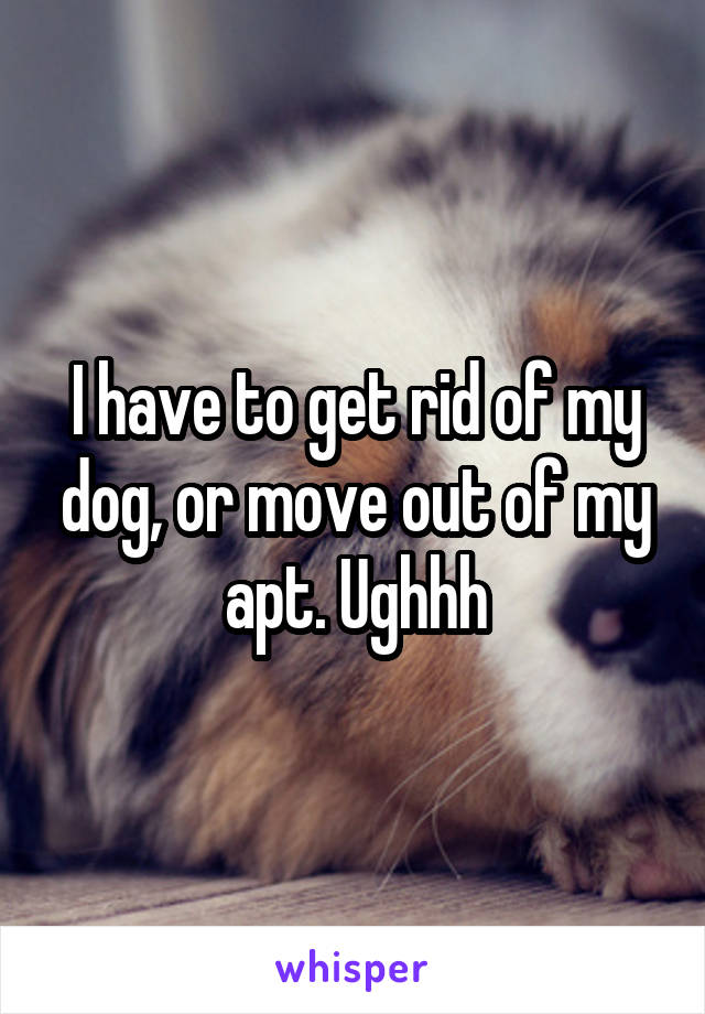I have to get rid of my dog, or move out of my apt. Ughhh