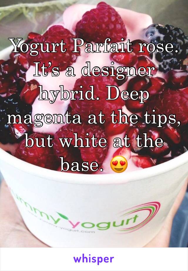 Yogurt Parfait rose. It’s a designer hybrid. Deep magenta at the tips, but white at the base. 😍